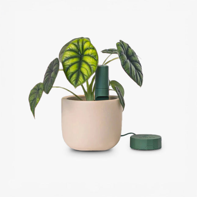 Bluetooth Smart Plant Sensor Set (Green)