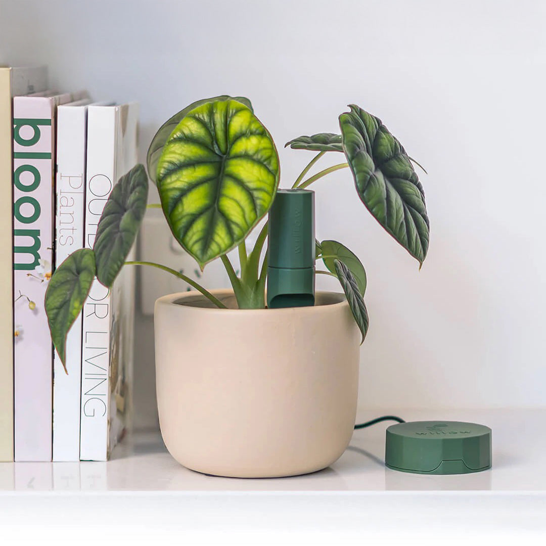 Bluetooth Smart Plant Sensor Set (Green)