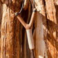 Traditional Slingshot No.4