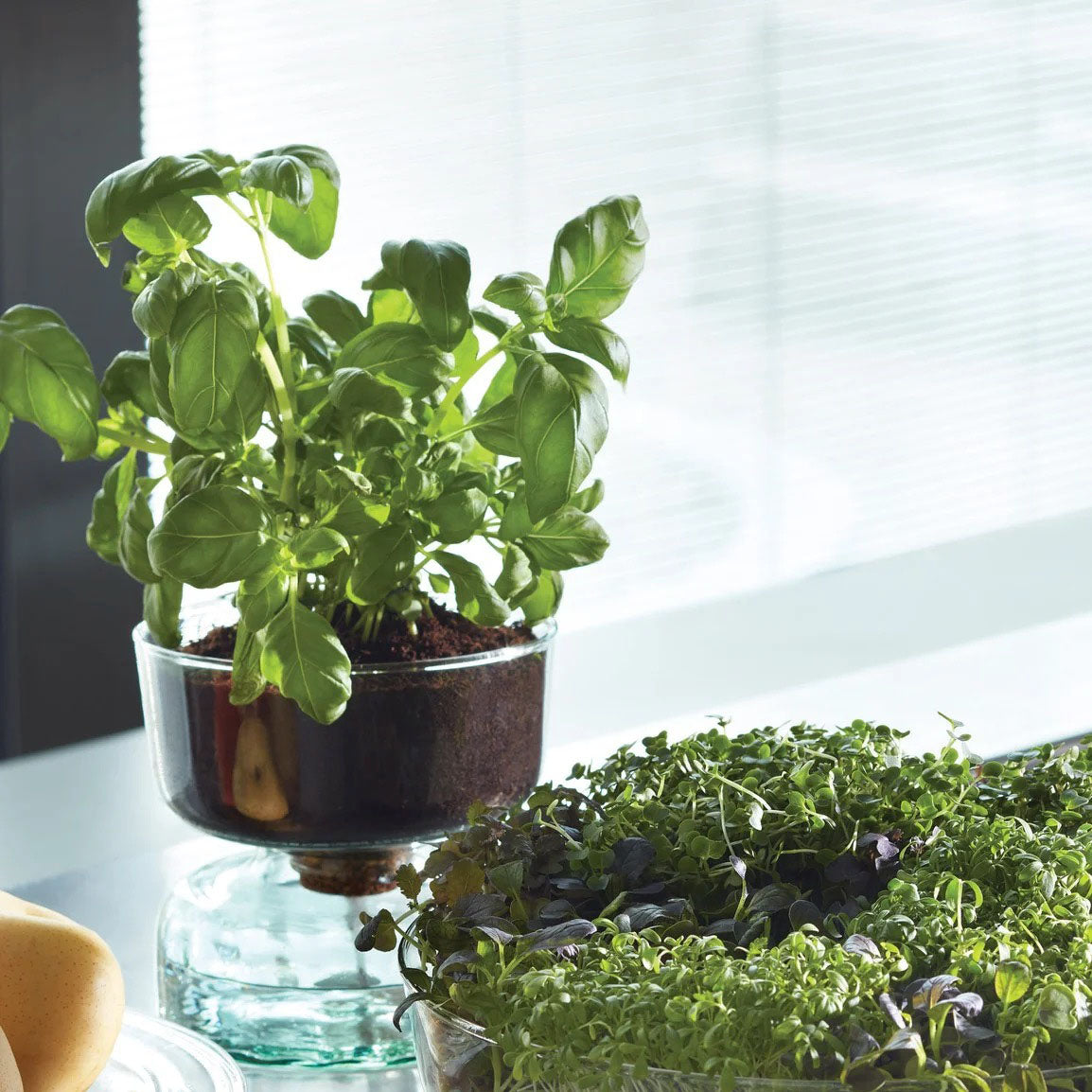 Canopy Self-Watering Planter