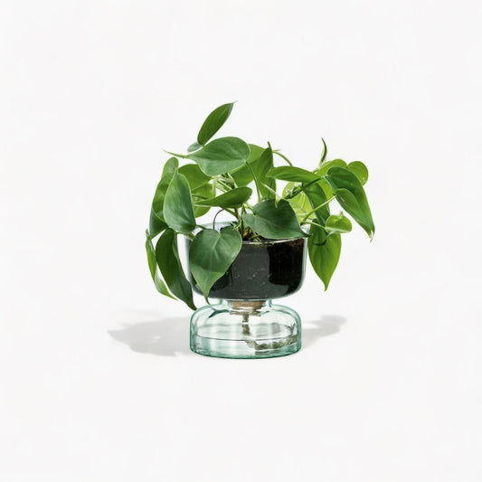 Canopy Self-Watering Planter