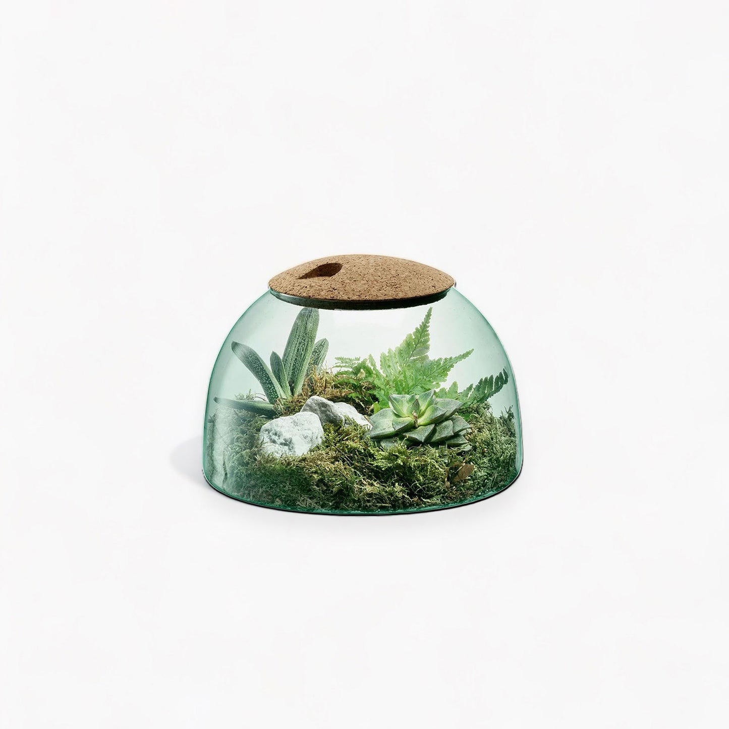 Canopy Terrarium