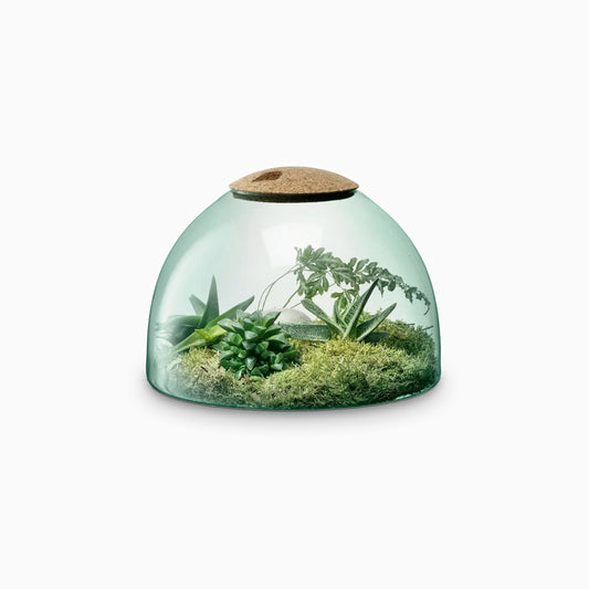 Canopy Terrarium (Large)