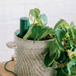 Additional Bluetooth Smart Plant Sensor (Moss)