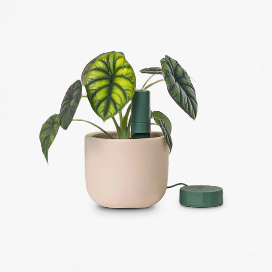 Bluetooth Smart Plant Sensor Set (Green)