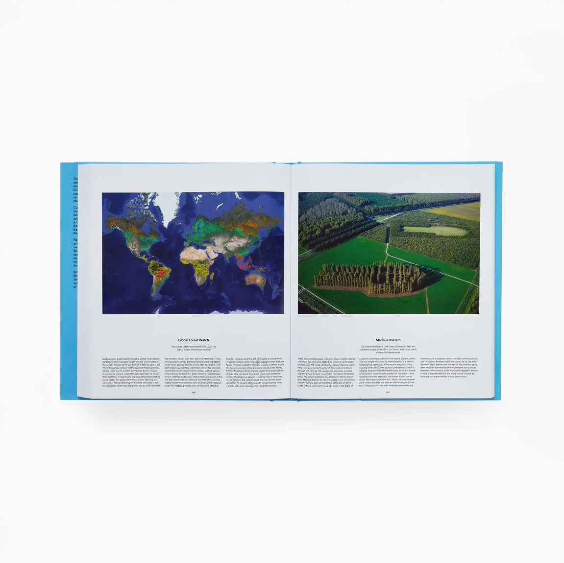 Tree: Exploring the Arboreal World