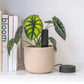 Bluetooth Smart Plant Sensor Set (Charcoal)