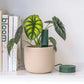 Bluetooth Smart Plant Sensor Set (Moss)