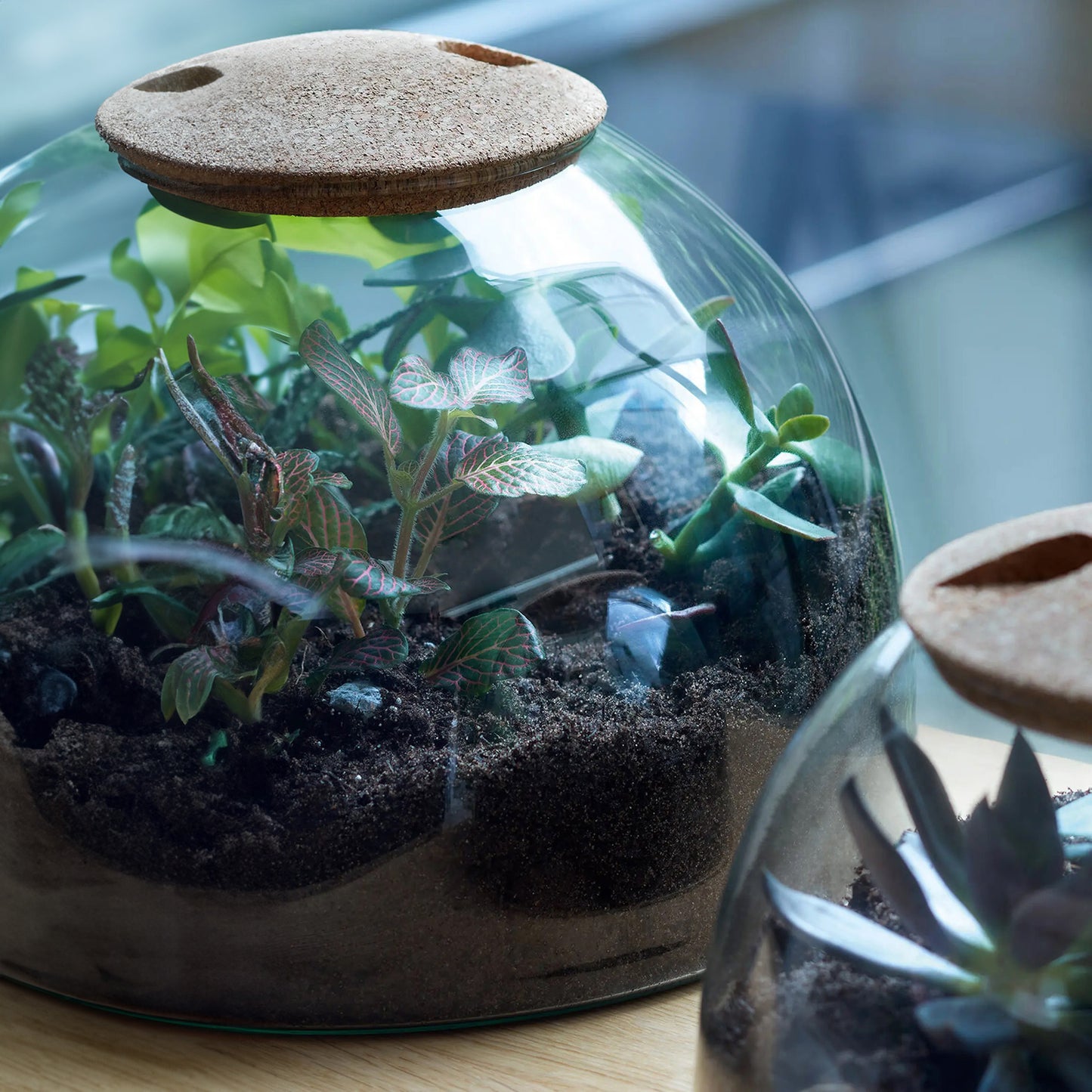 Canopy Terrarium (Large)